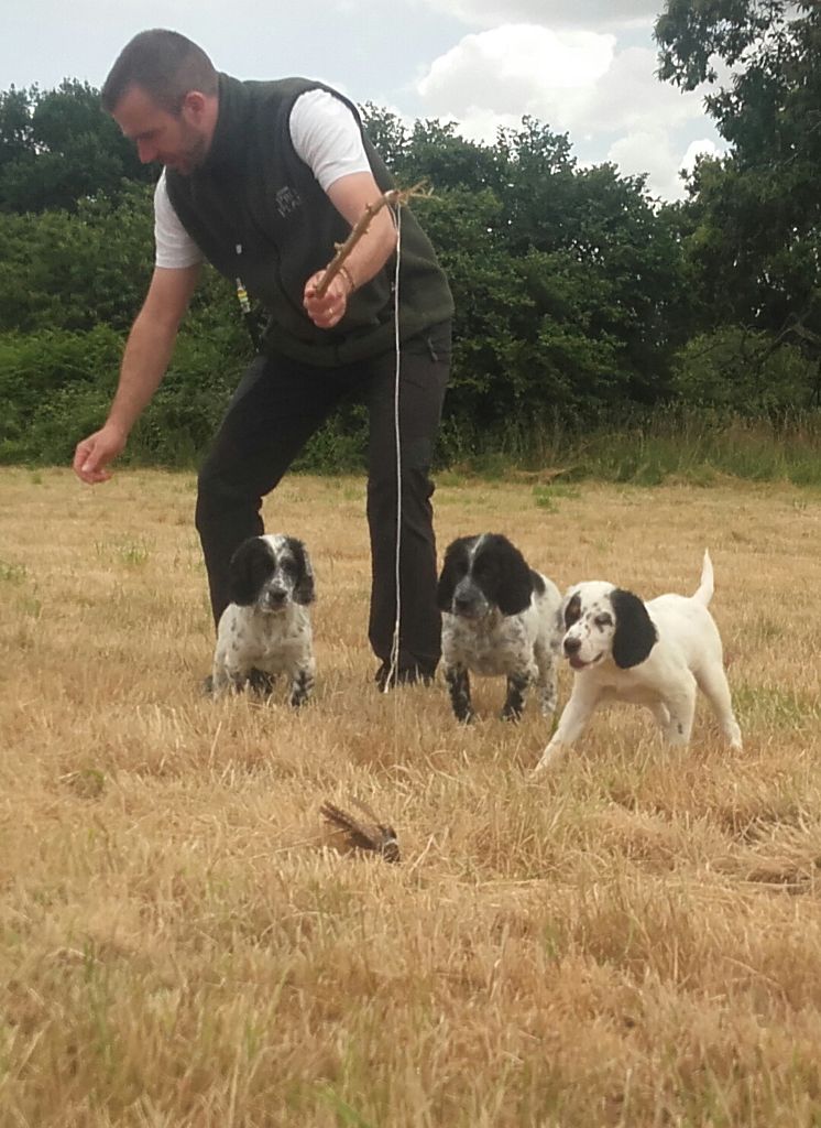 Chiots